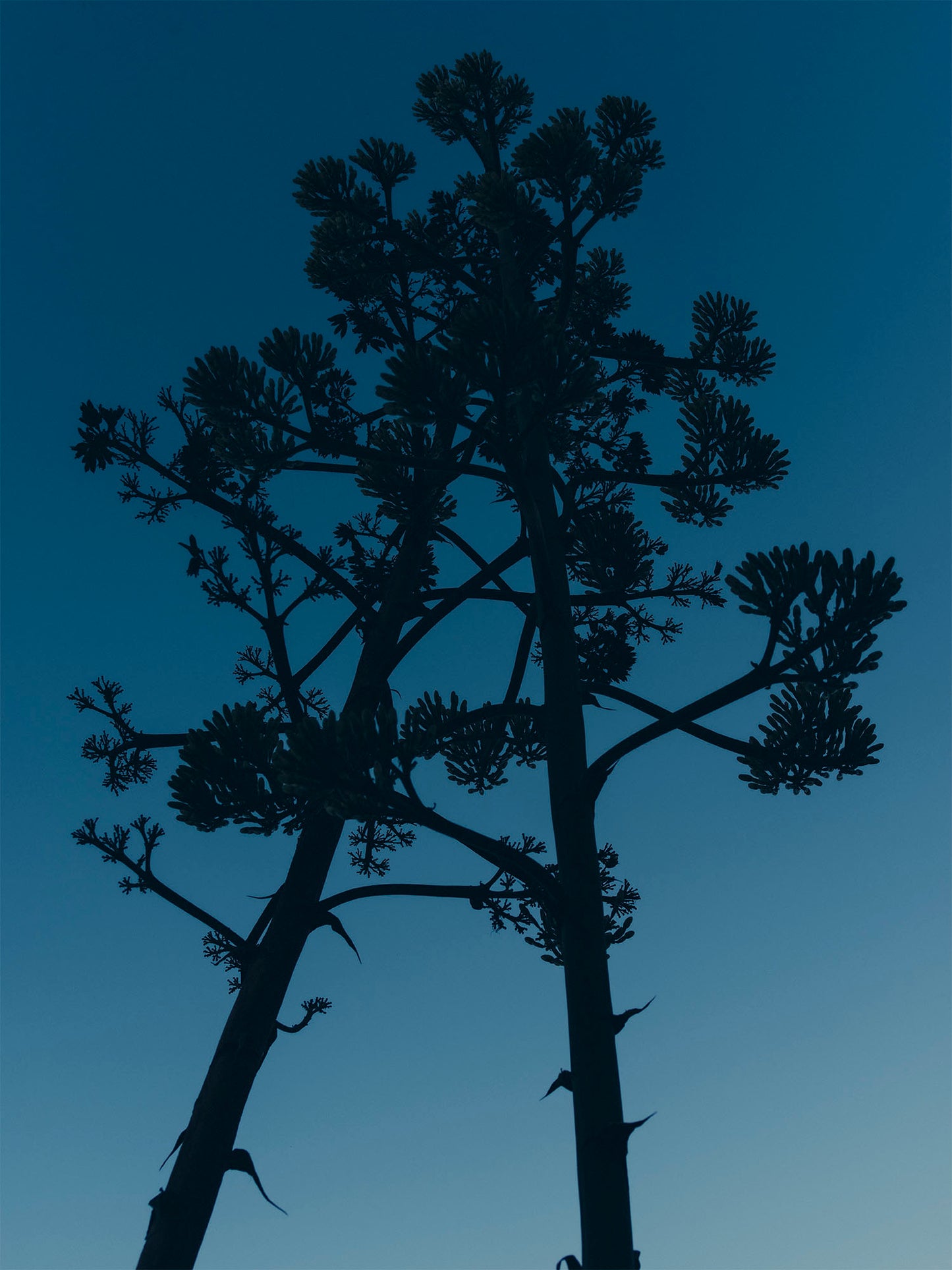 Charlotte Lapalus - Agaves de d'eau