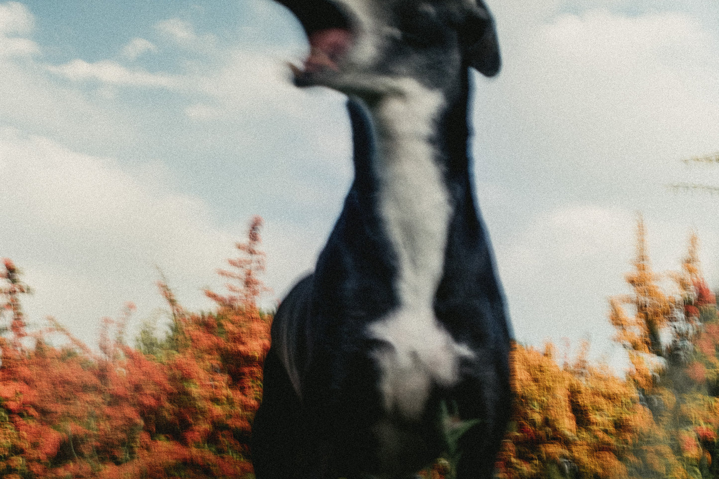 Jonathan Bertin - Lila, Suisse normande, 2023