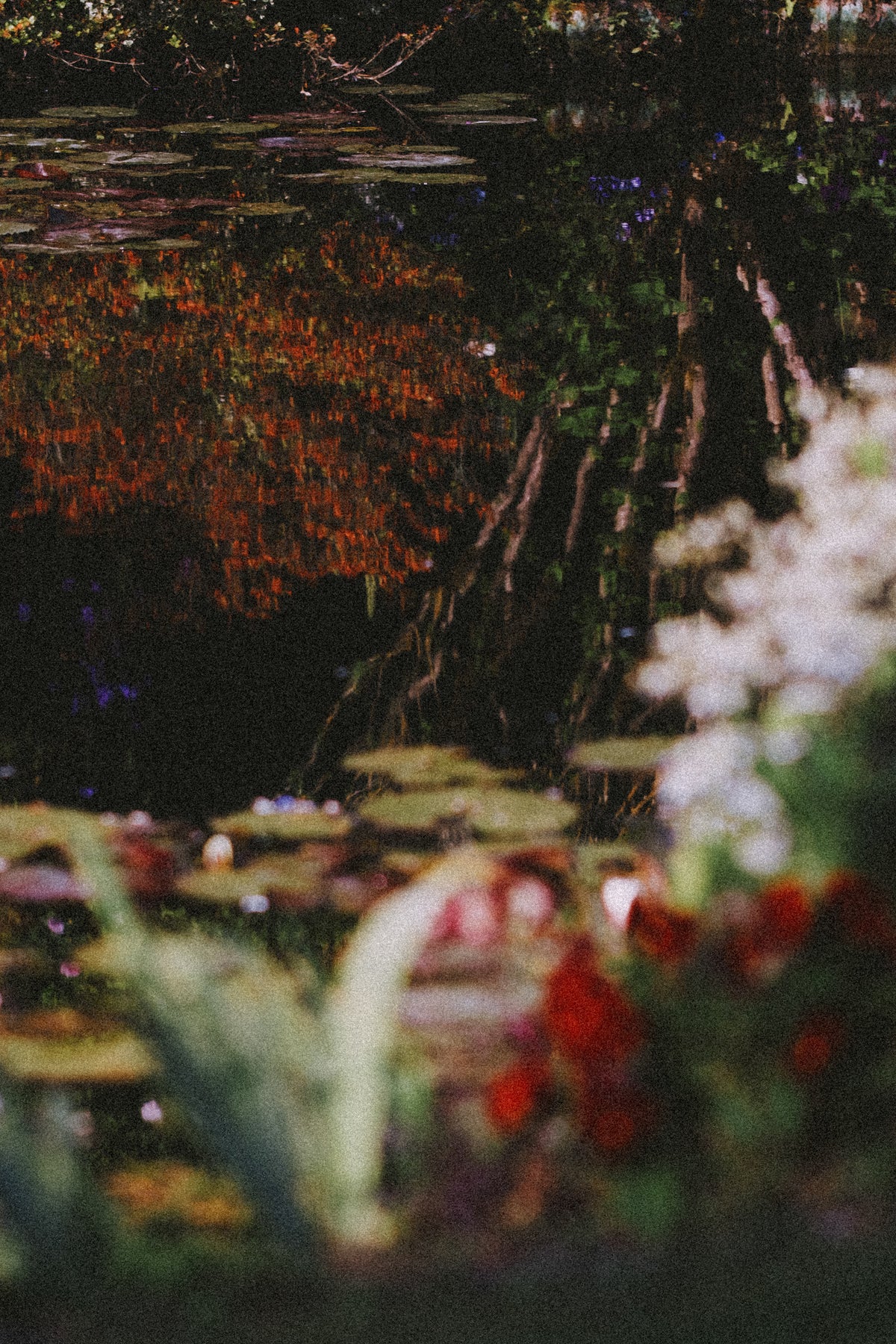 Jonathan Bertin - Réflections, Giverny, 2023