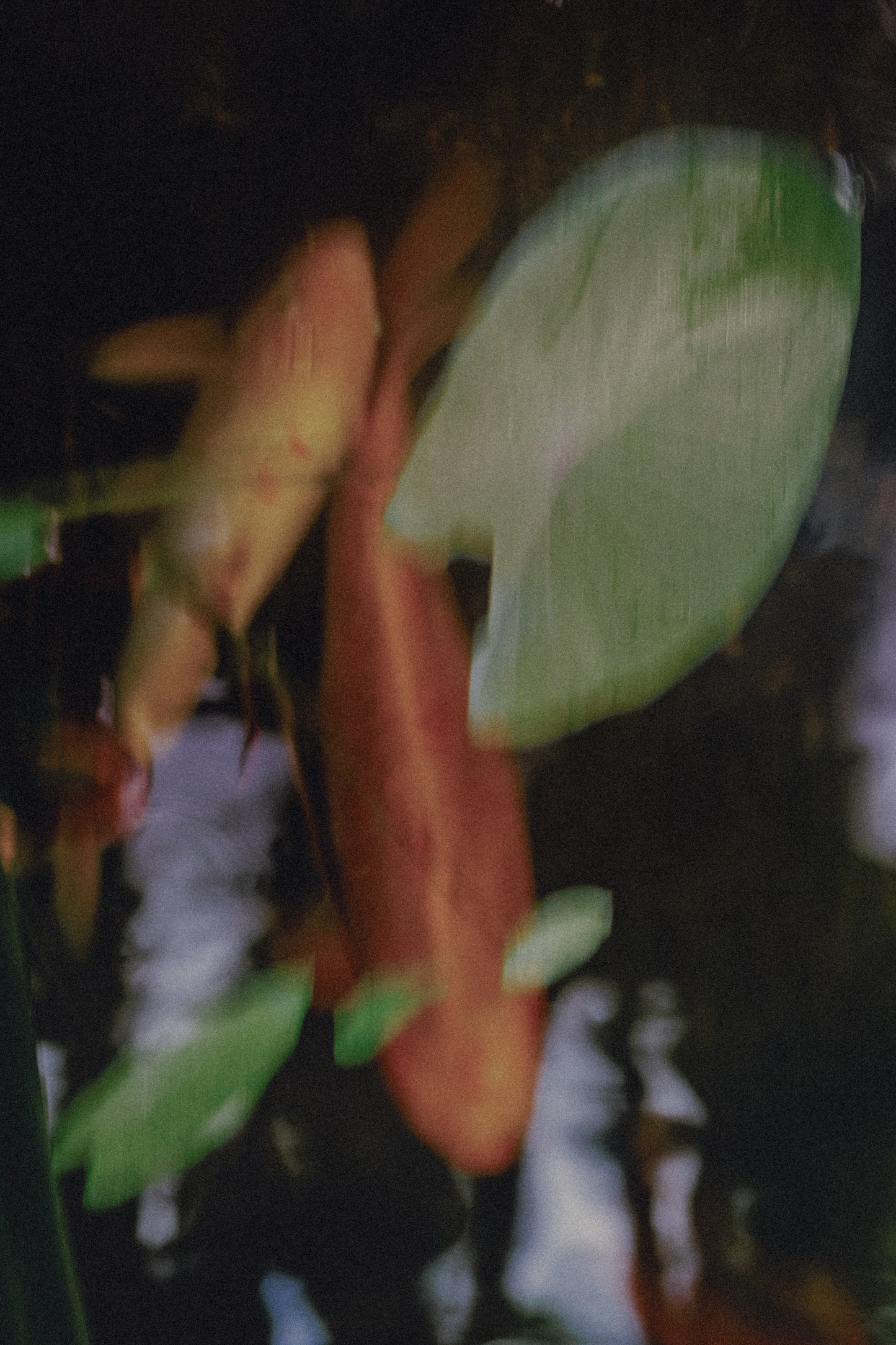 Jonathan Bertin - Poissons, Honfleur, 2023