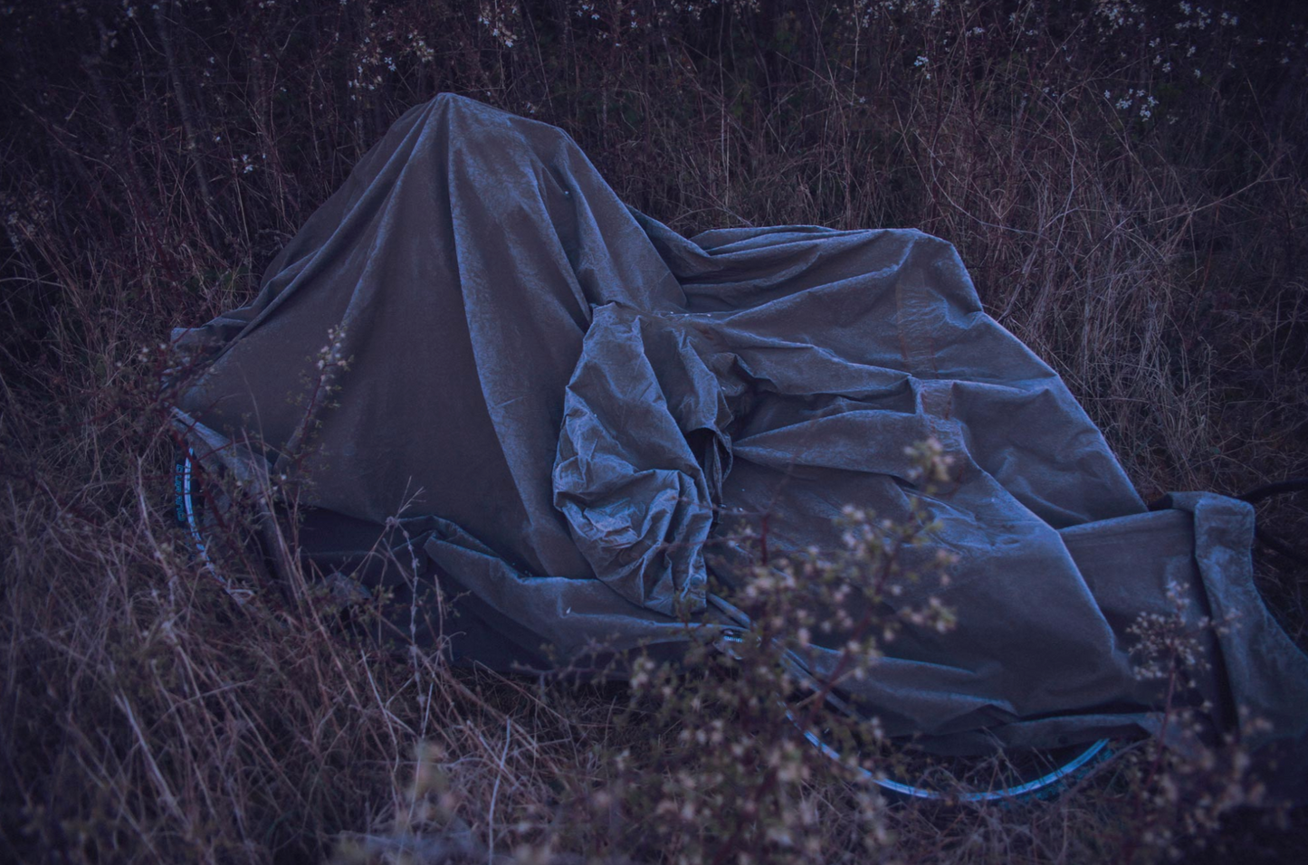 THIBØ Martinsen - Congelés