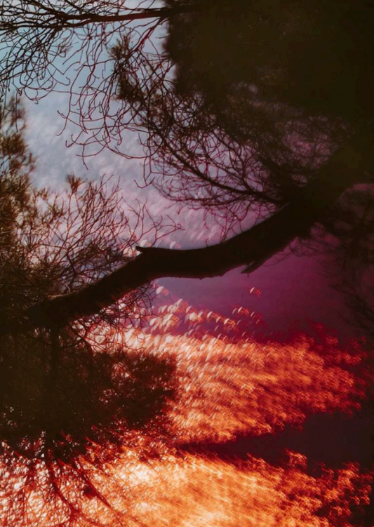 Les métamorphoses 12