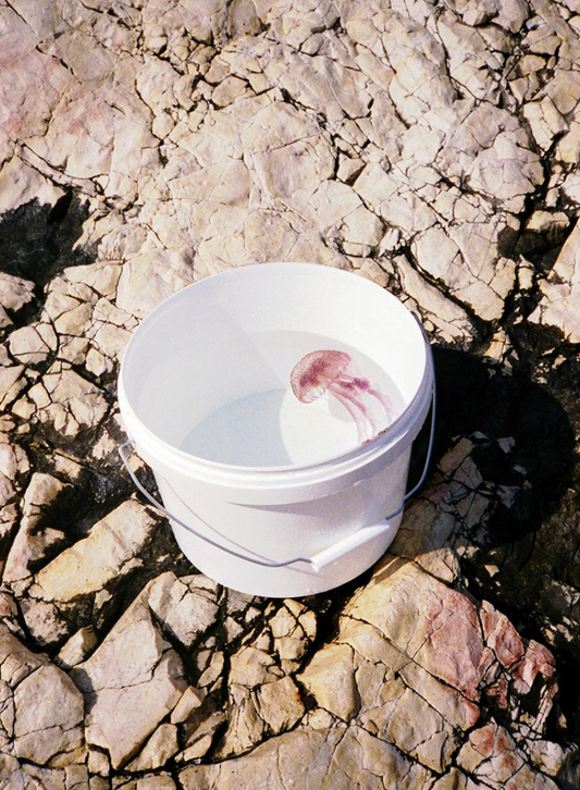 Aurélien Ciller - Médusa