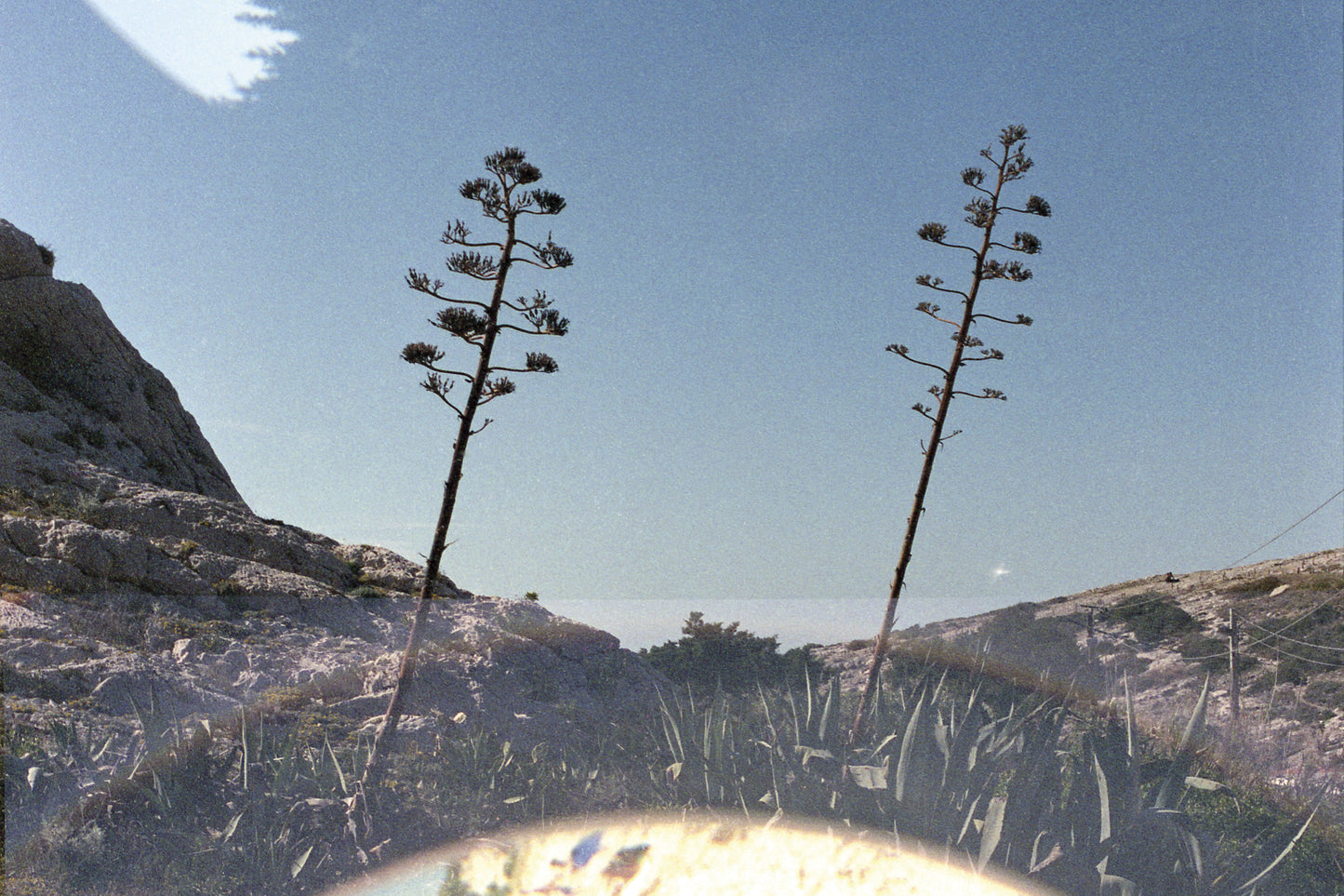 Victoire Eouzan - Agave, double expo, Samena