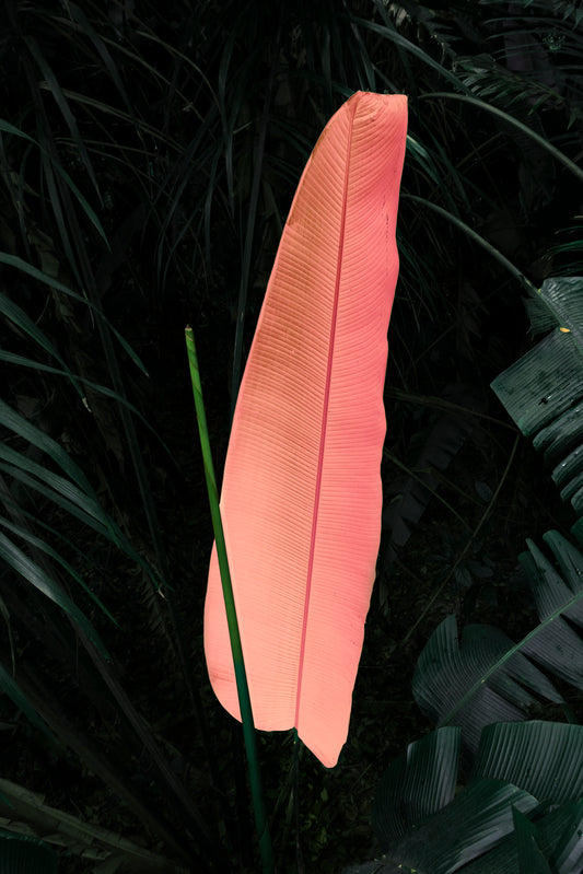 Elsa Leydier - Sans Titre #1 (TRANSÀTLANTICA)