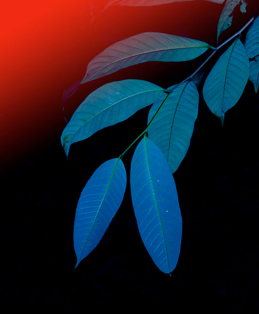 Elsa Leydier - Untitled #3 (TRANSÀTLANTICA)