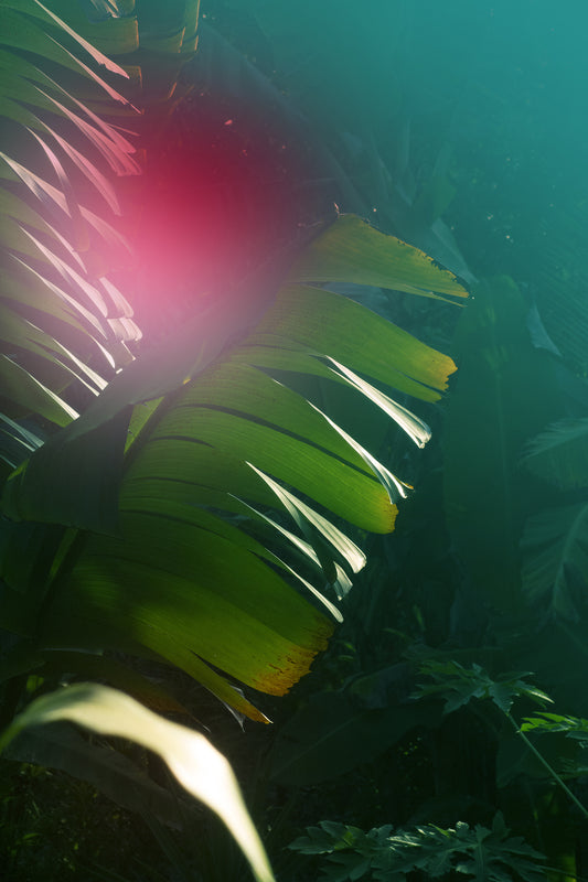 Elsa Leydier - Sans Titre #32, LUTOA (LES DÉSOBÉISSANCES)