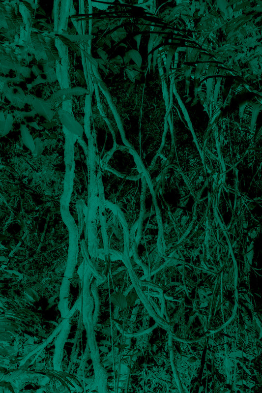 Elsa Leydier - Bejuco (TRANSÀTLANTICA)