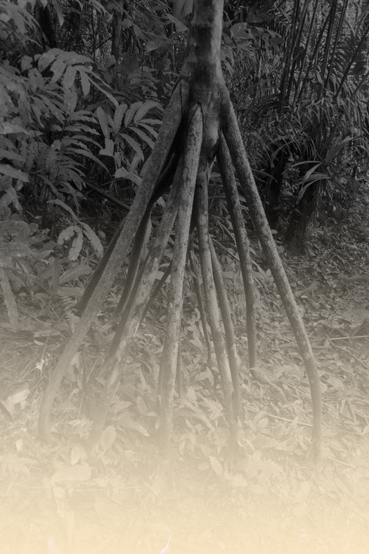 Elsa Leydier - El Arbol que camina (TRANSÀTLANTICA)