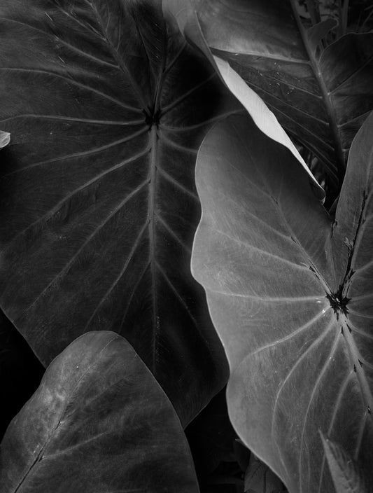 Elsa Leydier - Sans Titre #13 (TRANSÀTLANTICA)