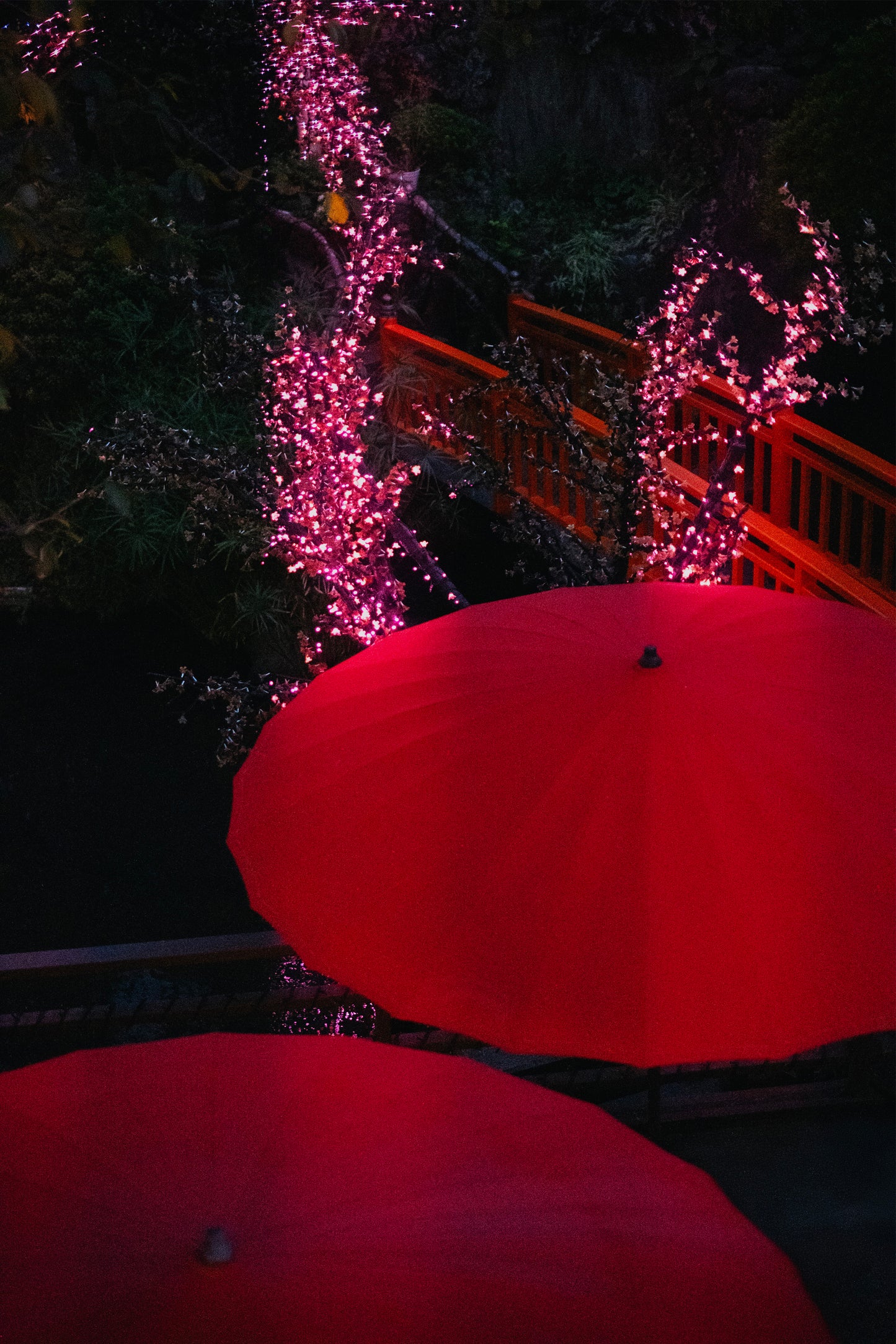 Édition Faces - Billie Thomassin "Le survol écarlate"