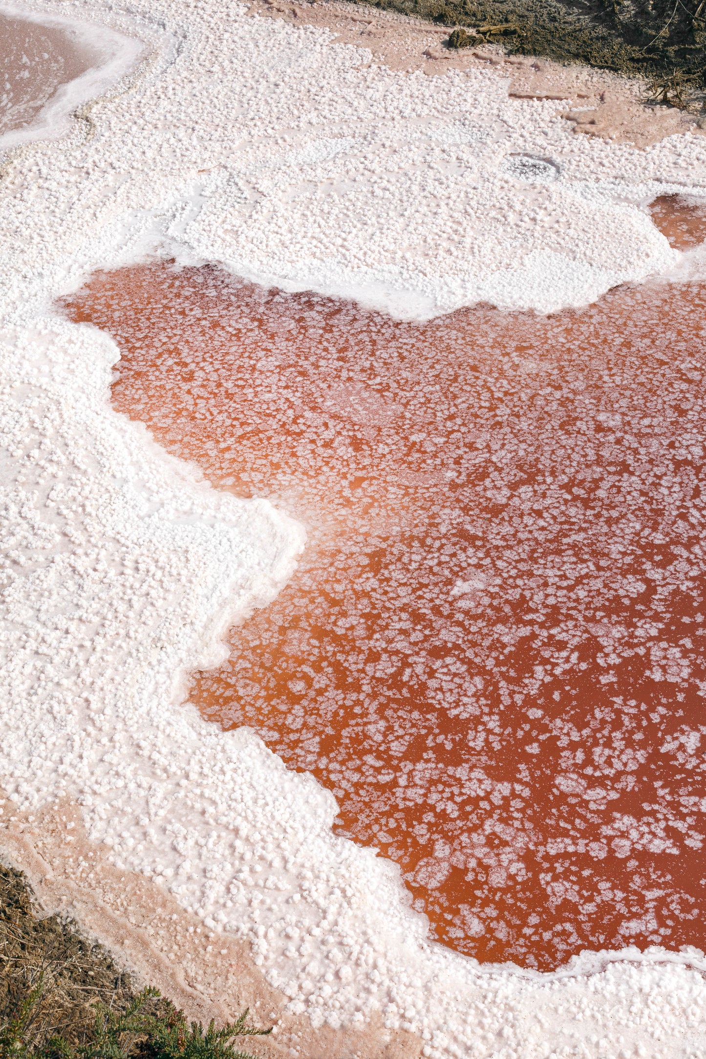 Dominika Troicka - Fleur de sel teintée de rose par la présence de l'algue "dunalliela salina", sodium