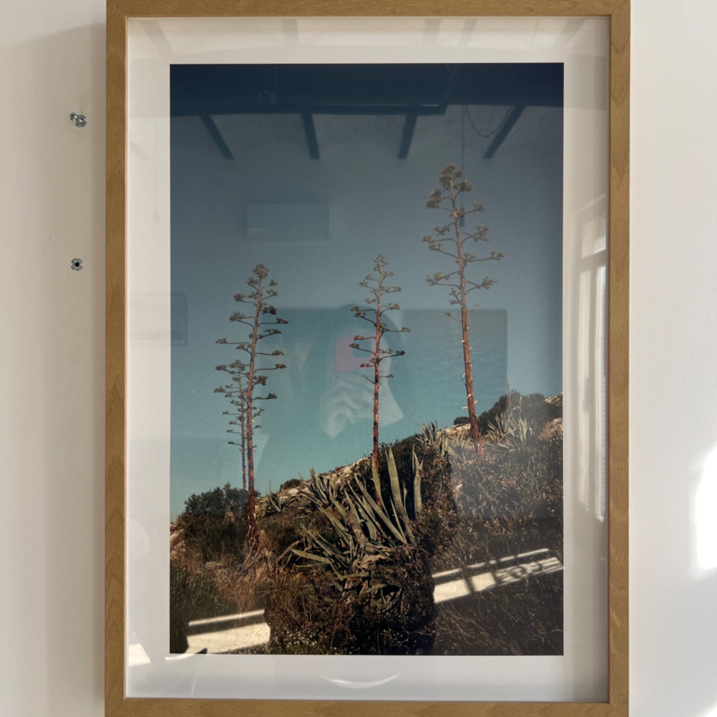 Victoire Eouzan - « tribu d’agaves » série agaves