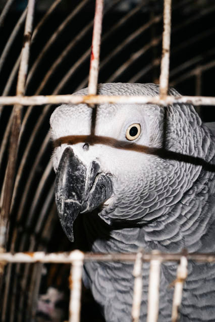 Guillaume Blot - Chez Rocky, Paris