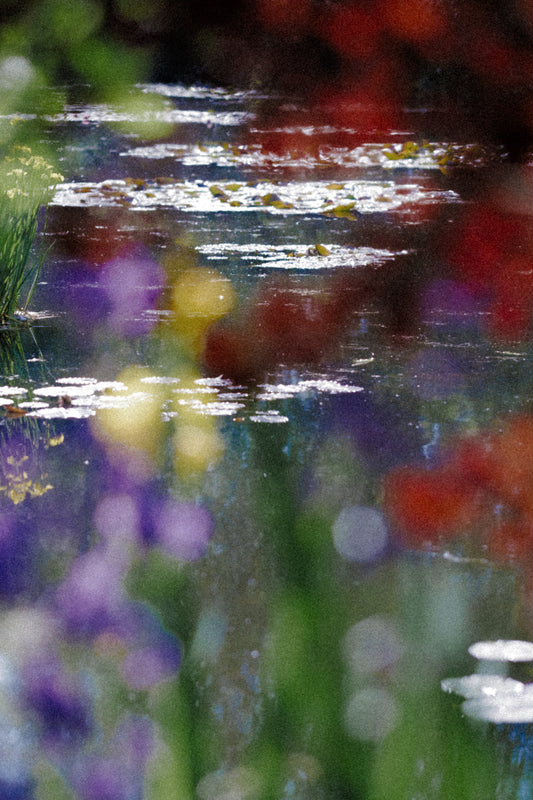 Jonathan Bertin - Nymphéa I, Giverny, 2023