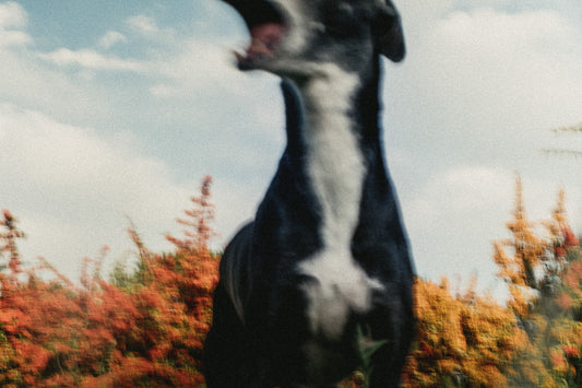 Jonathan Bertin - Lila, Suisse normande, 2023