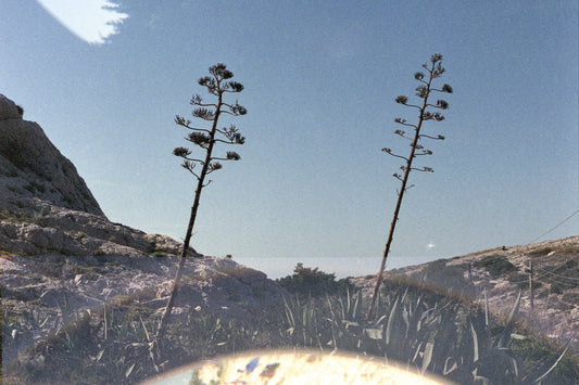 Victoire Eouzan - Agave, double expo, Samena