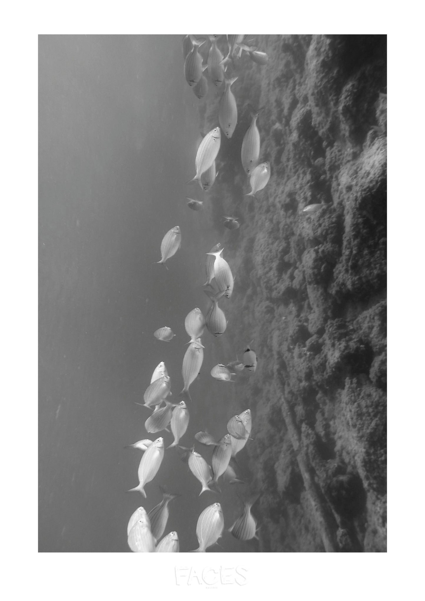 Constance Landowski - Les poissons