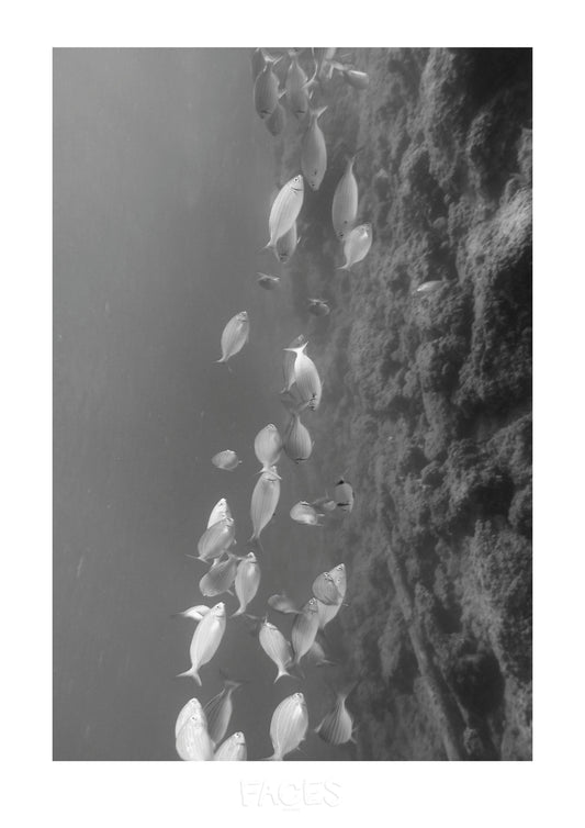 Constance Landowski - Les poissons