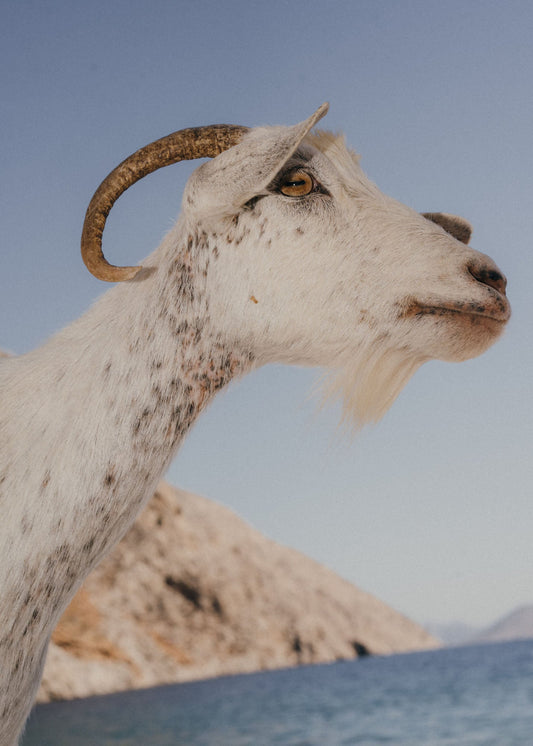Marco Argüello, Untitled, 2021 — Postcards from Athens, Galerie Faces