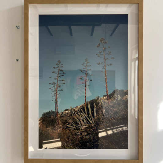 Victoire Eouzan - « tribu d’agaves » série agaves