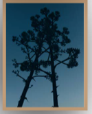 Charlotte Lapalus - Agave de d'eau