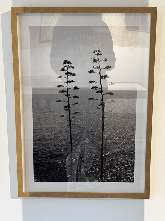 Victoire Eouzan - Agaves, mes fleurs