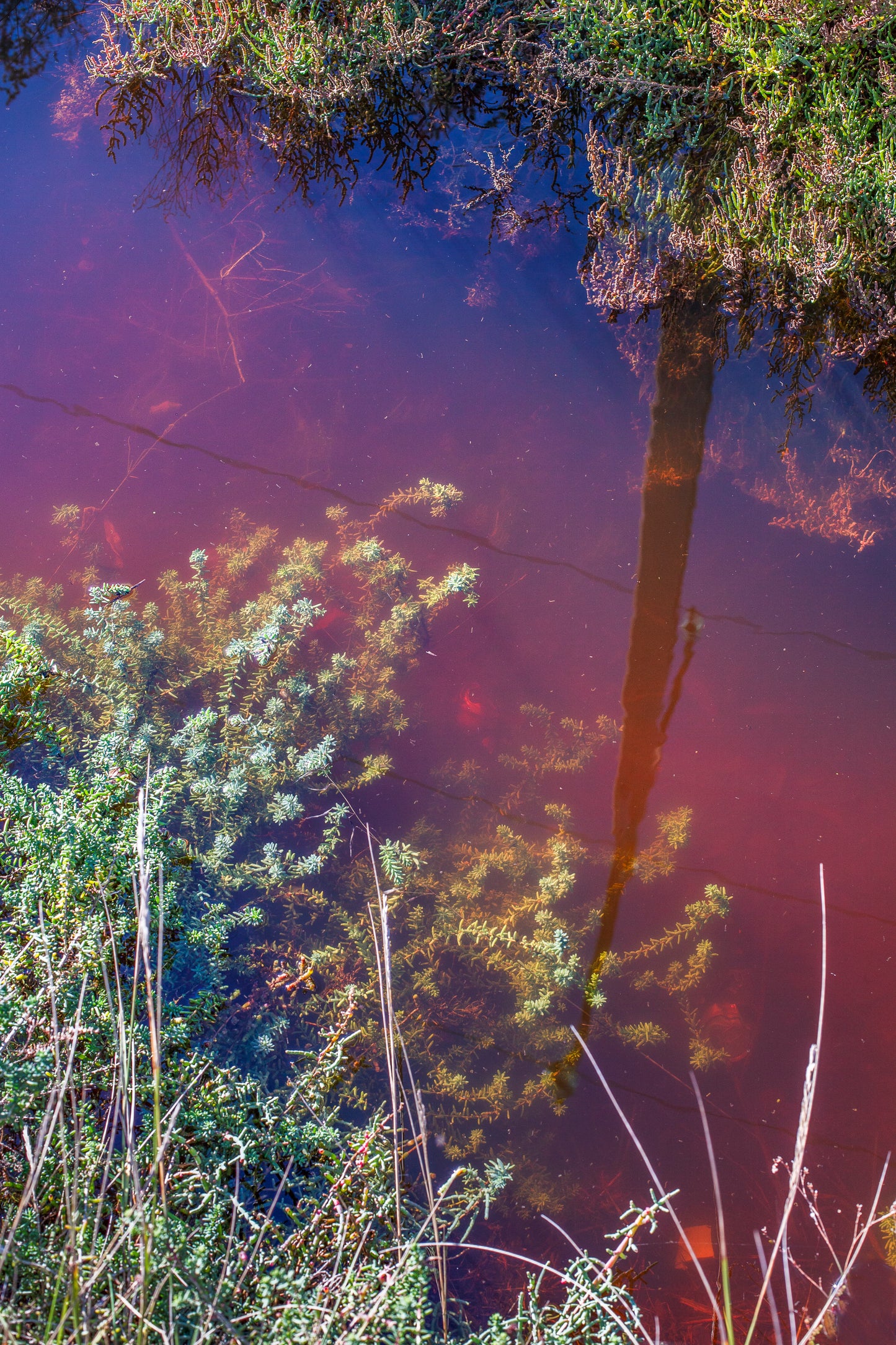 Dominika Troicka - Soude ligneuse et salicorne dans l'eau, sodium